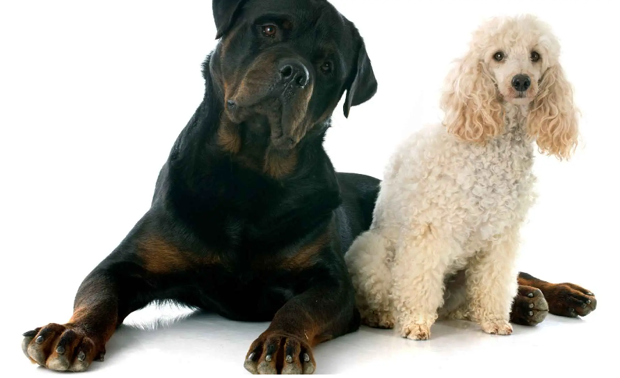 Рекс и Денни