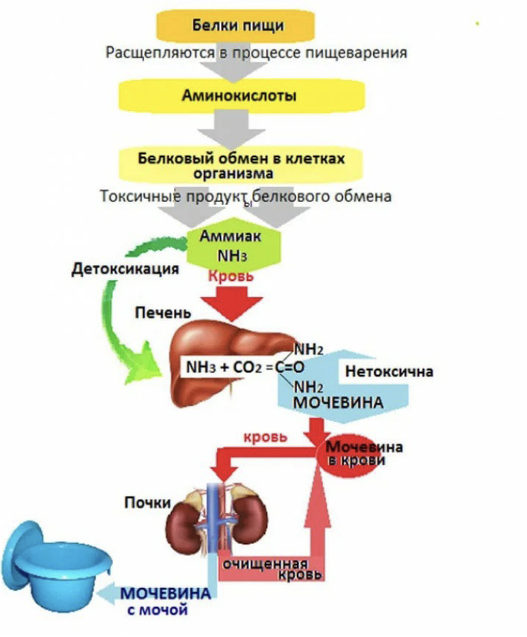 Токсины в моче. Образование мочевины у человека. Схема образования мочевины. Образование и выведение мочевины из организма. Образование и вывод мочевины из организма.