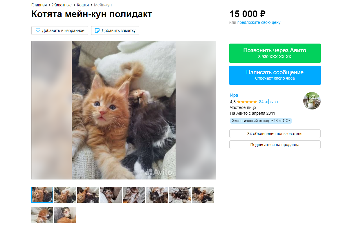 информация о мейн кунах. мейн кун описание. мейн кун факты о породе. размеры кошек по породам. рассказ о коте мейн кун.