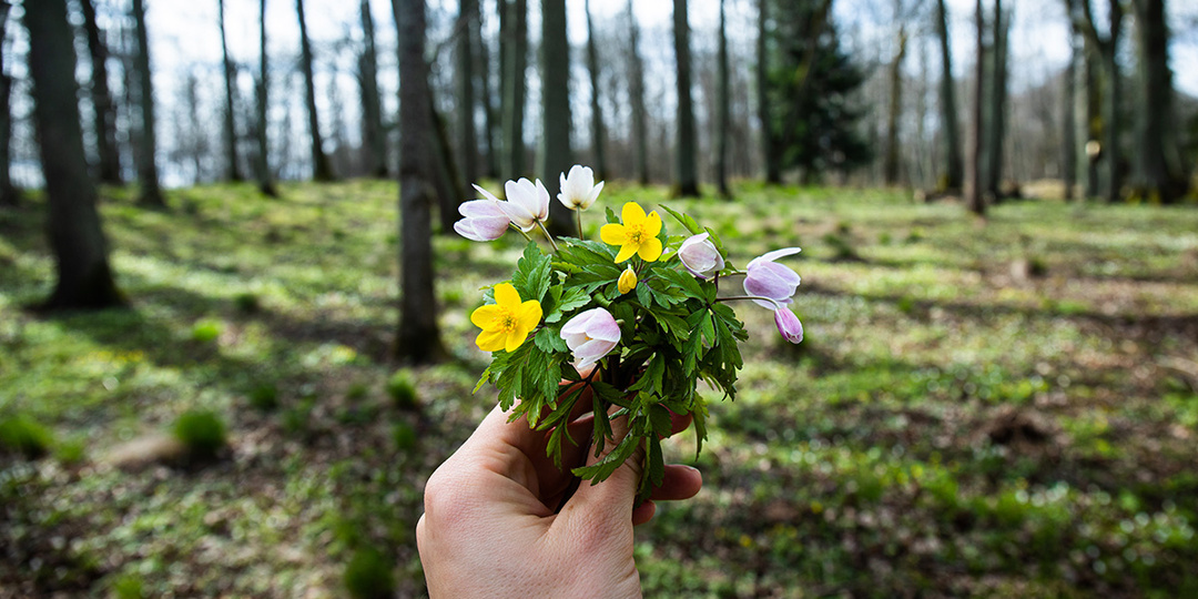 «Ешьте первую весеннюю зелень!» 5 весенних сорняков, которые нужно есть прямо сейчас, и еще кое-что интересное