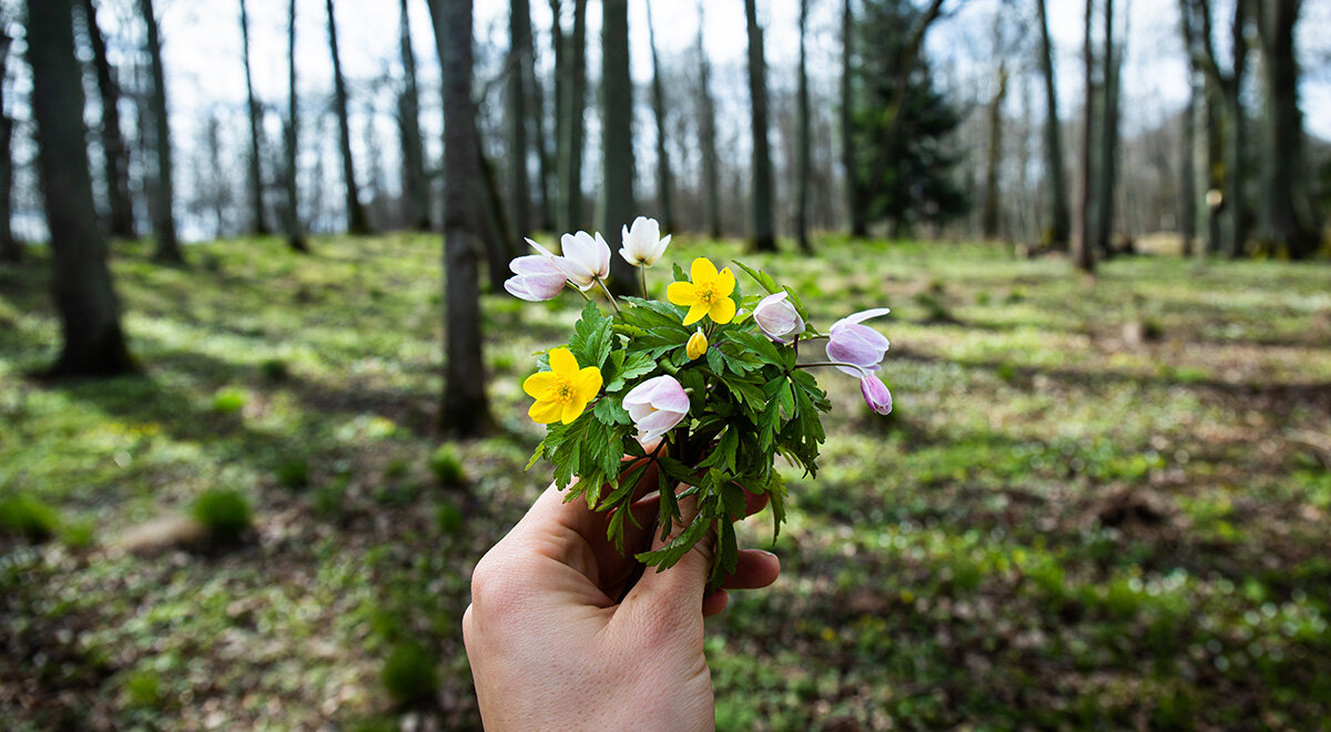 Early Flower видеозаписи