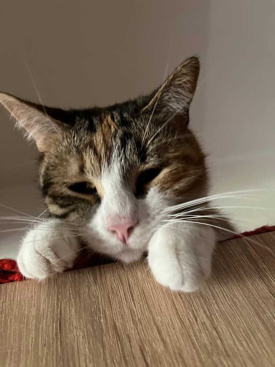 Когда Люся недовольна происходящим и хочет побыть одна, она залезает на кухонные шкафы и наблюдает оттуда за нами с прищуром.