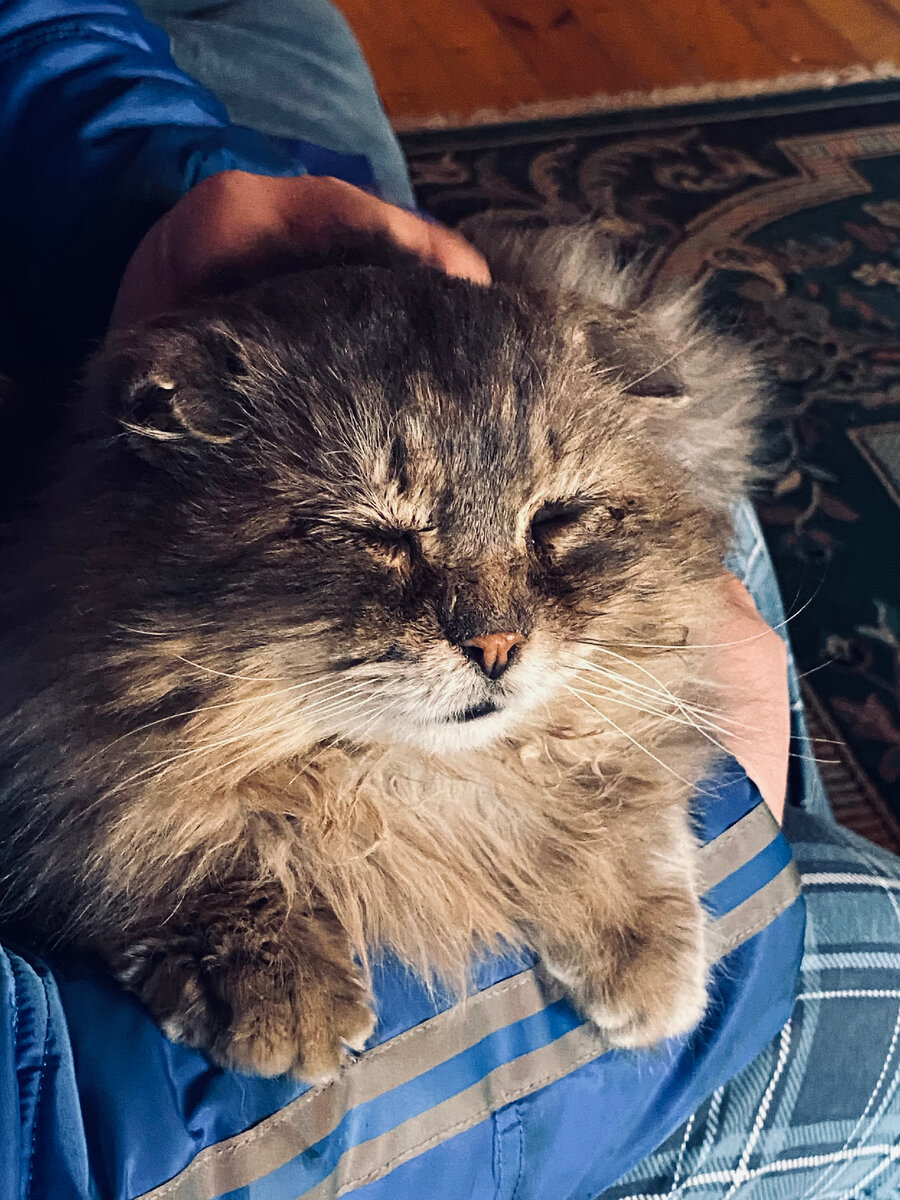 На ручках у хозяина тоже неплохо.