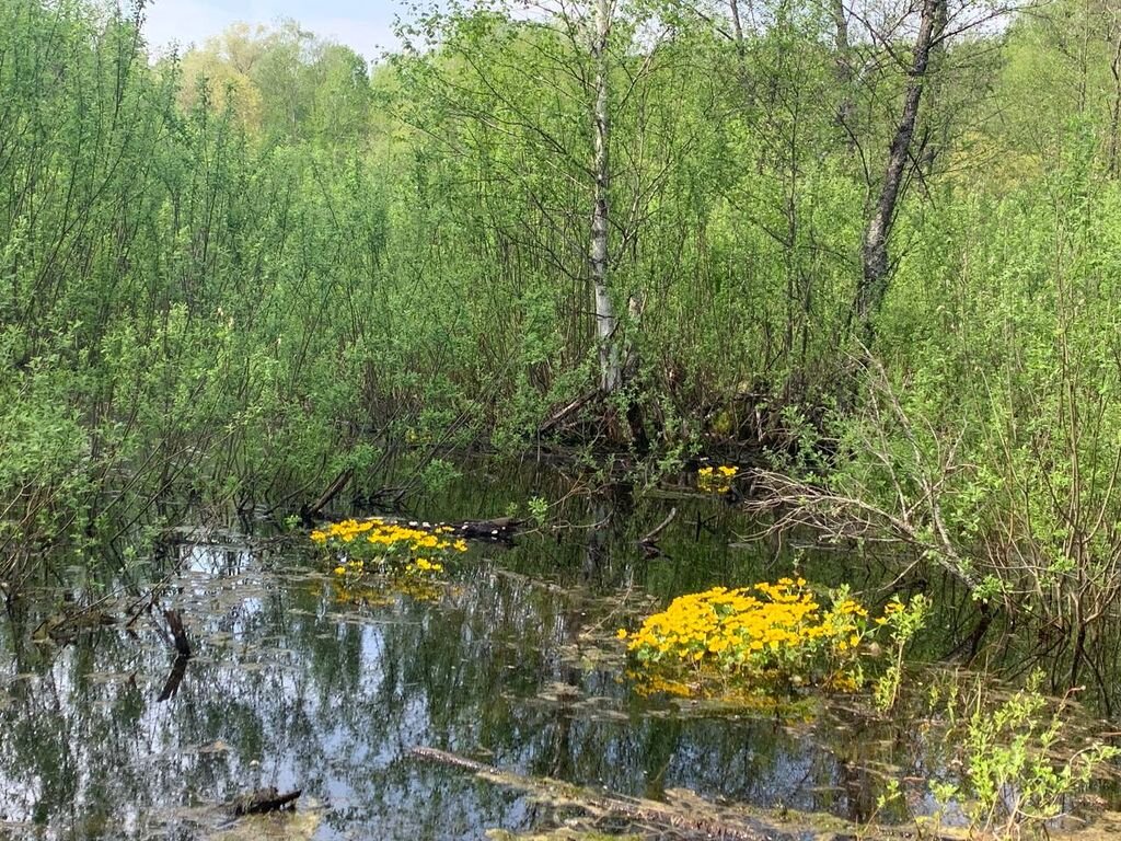 Болота. Национальном парке «Бузулукский Бор».. Бор калужница. 5 Растений на болоте.