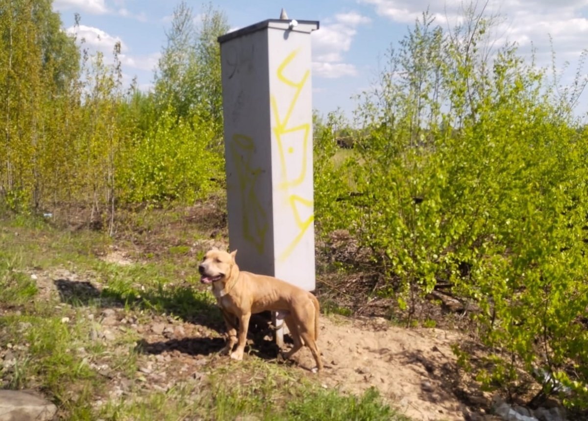    Неизвестные привязали собаку у железнодорожных путей в Псковской области