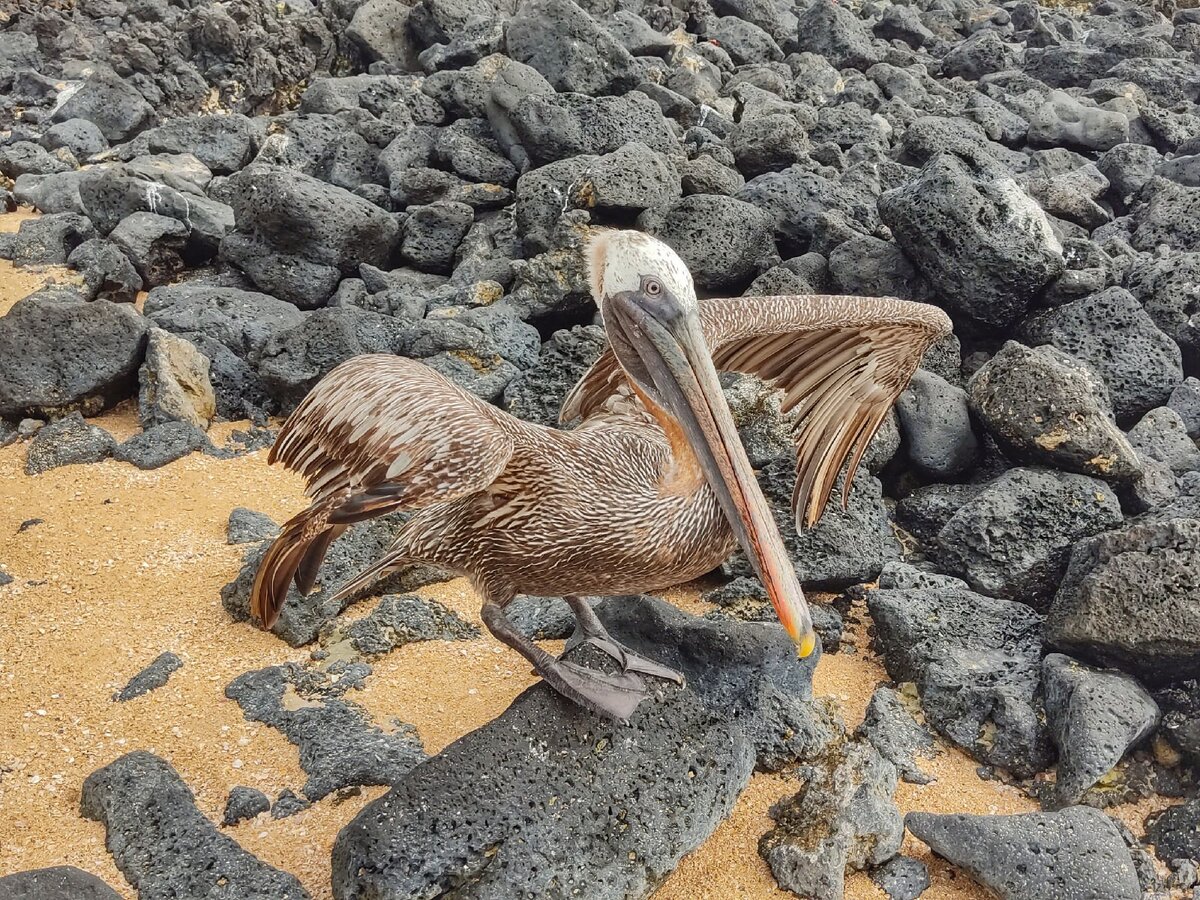 Все фото сделаны на дешевый телефон самсунг j6 без какого-либо увеличения
