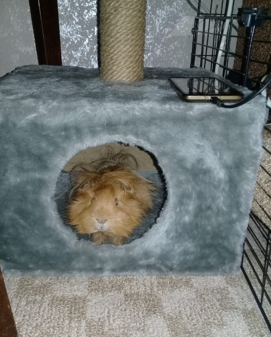 Коржик занял кошачий домик😄  В длину он 35см, и килограммчик веса. Теперь только в кошачьих домиках и помещается.