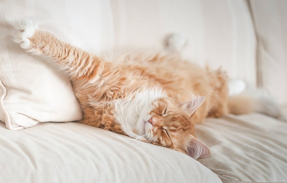 фото в открытом доступе, нашла в сети