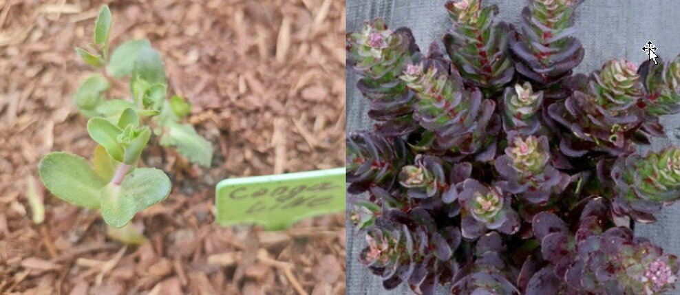 Очиток Конга Лайн из посылки (слева) и фото сорта из интернета