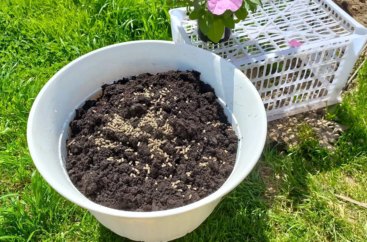 Подкормка петунии