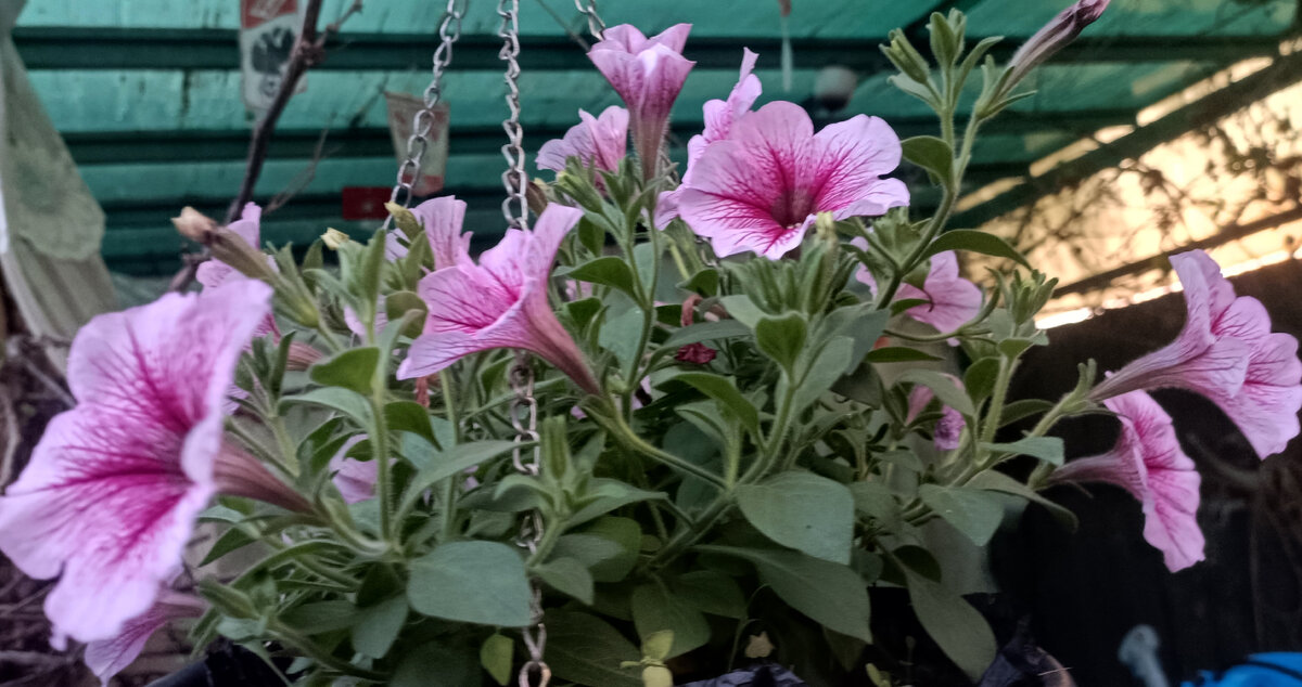 Начинается цветение петунии 