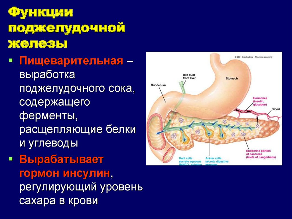 Поджелудочной железой вырабатываются ферменты. Функции поджелудочной железы в пищеварительной системе. Поджелудочная железа. Расположение, особенности строения, функции.. Поджелудочная железа и кишечник выделительная функция. Функции поджелудочной железы в пищеварительной системе человека.