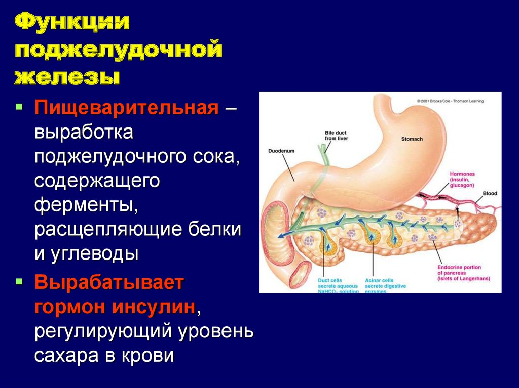 Печень вырабатывает белок. Функции поджелудочной железы в пищеварительной системе. Поджелудочная железа. Расположение, особенности строения, функции.. Поджелудочная железа и кишечник выделительная функция. Функции поджелудочной железы в пищеварительной системе человека.