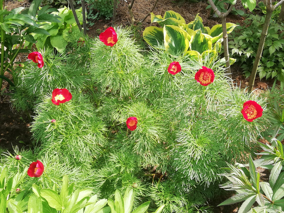 Пион тонколистный, 14 мая 2023 (и это, вообще-то, два куста)