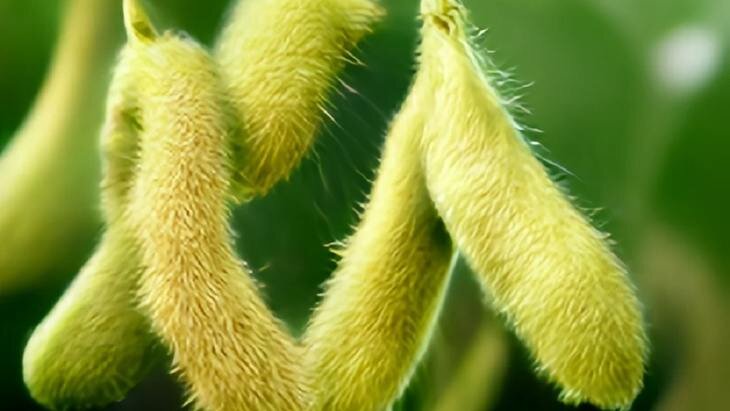    Сколько азотных удобрений вносить для инокулированной сои