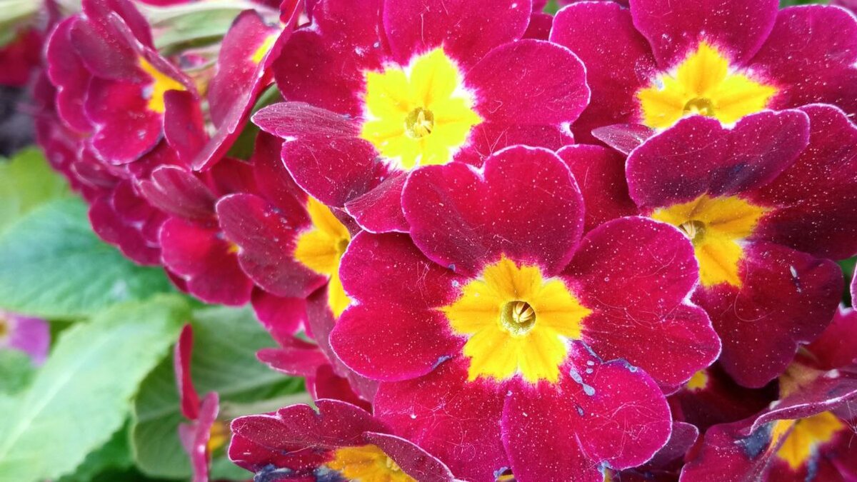 Фото автора. Не знаю как правильно называются эти цветы 🙈