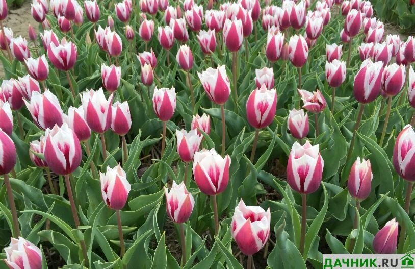 Идеальные для букетов