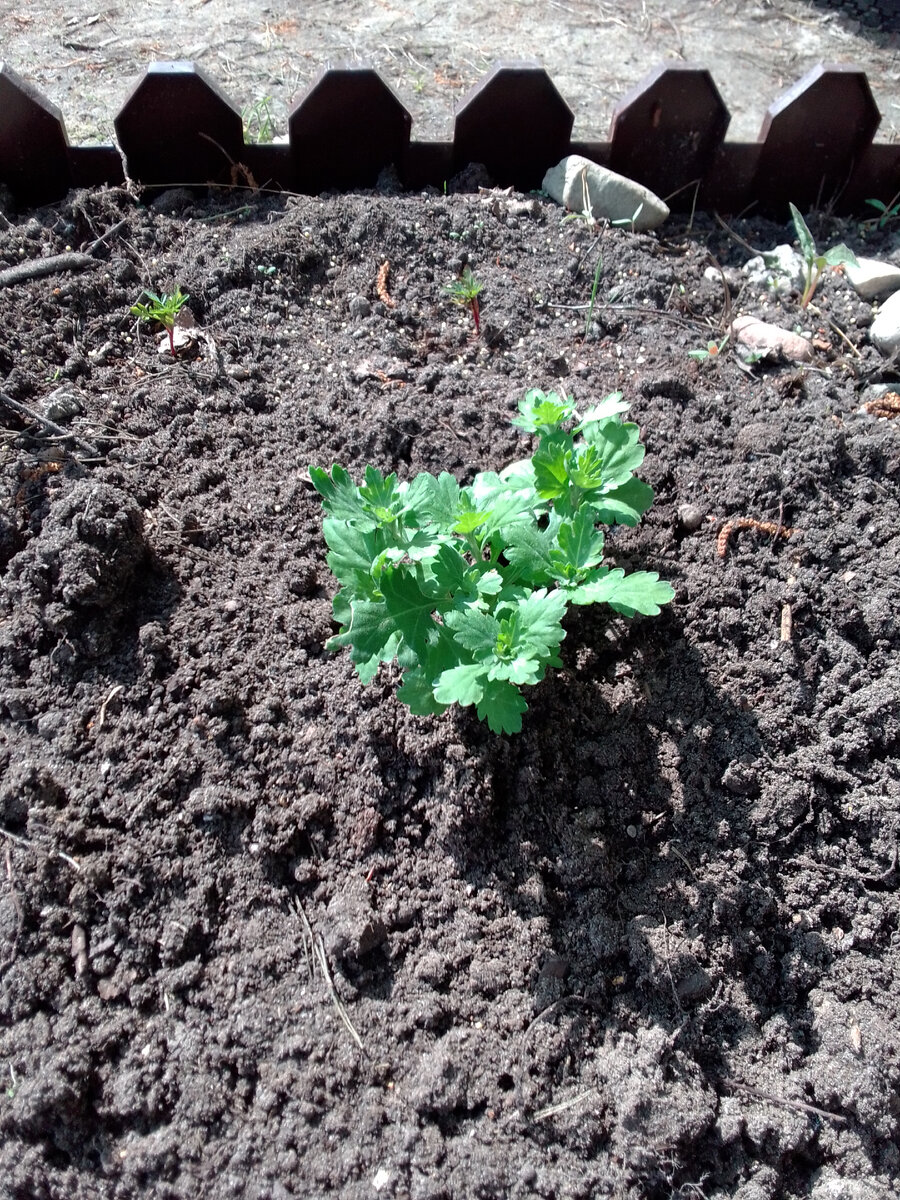 Хризантема