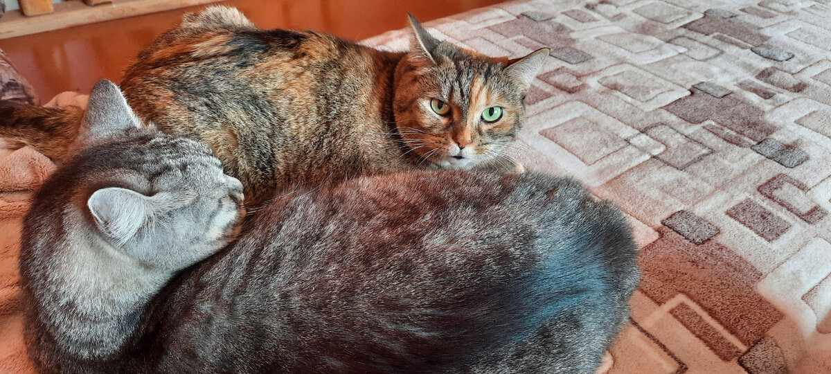 Чё те надо от нас опять?! Это ваще не я, я там даже рядом не лежала