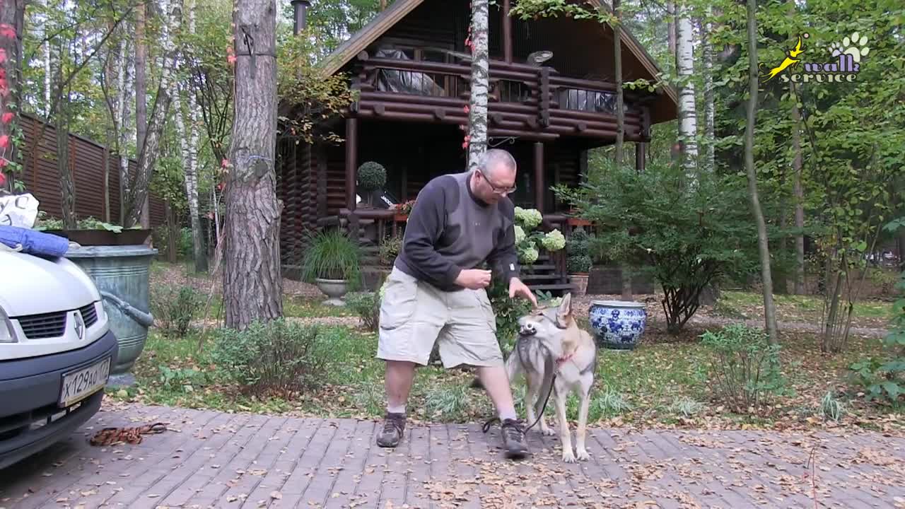 Как научить собаку приносить палку | walkservice | Дзен
