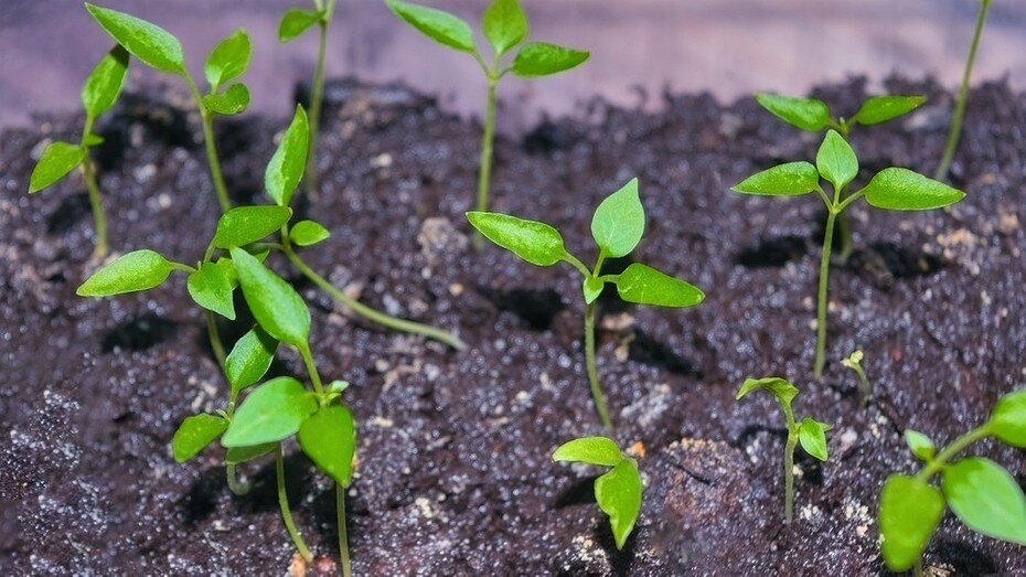 ShutterStock/Fotodom.ru 