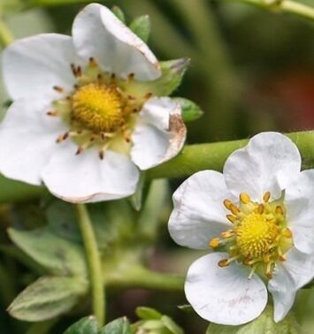 Клубника зацвела