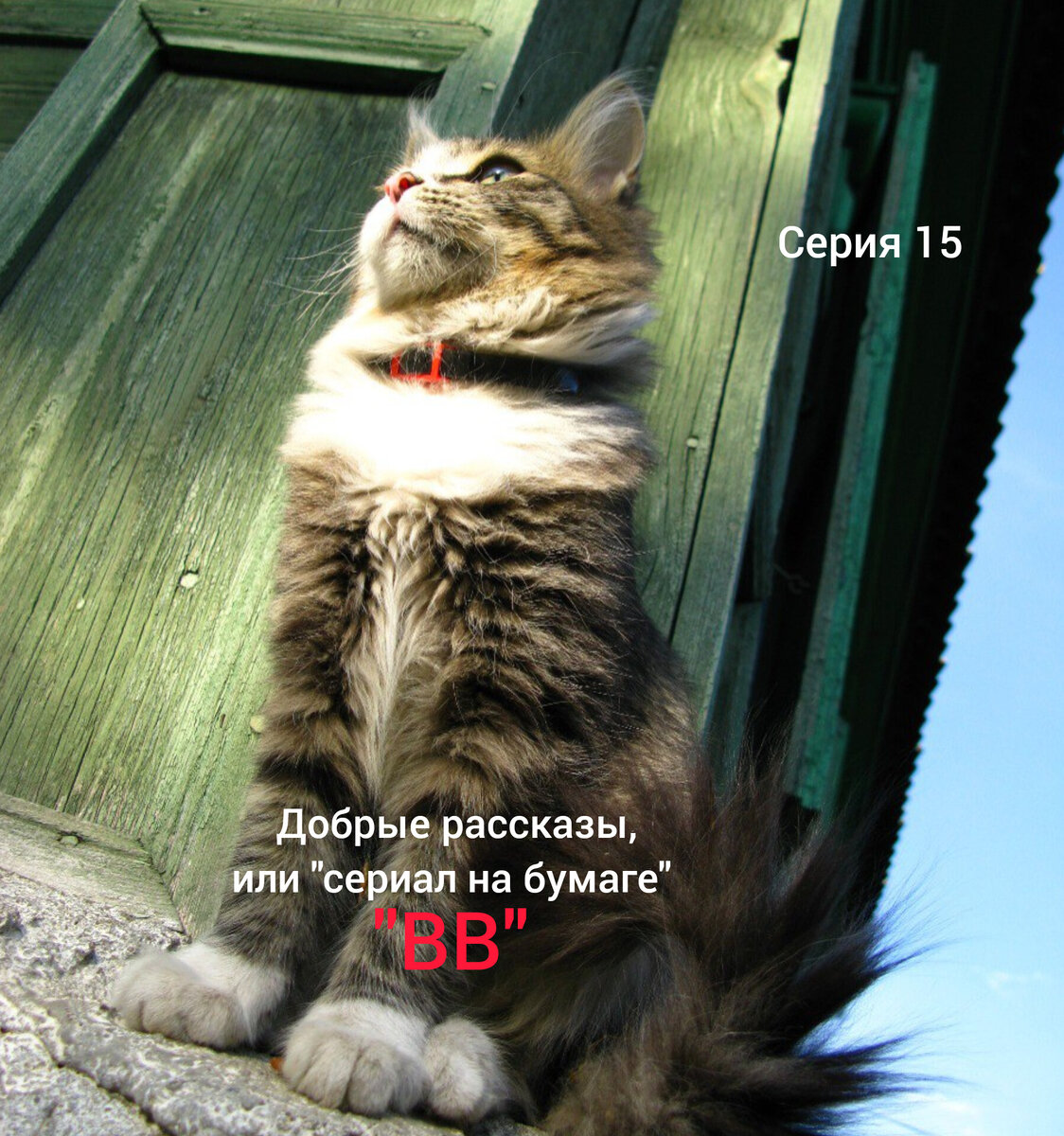 Кот-модель Васька. Автор фото - его хозяйка Ирина. К сожалению, Васьки в этом мире уже нет, но память о нем есть. Добрые рассказы, или сериал "на бумаге" "ВВ". Серия 15 "Тишина"