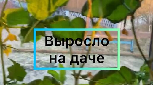 Уникальный Ваня Life | дача | Дзен