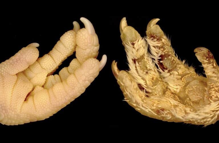    Стимуляция гена SHH привела к росту перьев на месте чешуи / ©Cooper & Milinkovitch, UNIGE