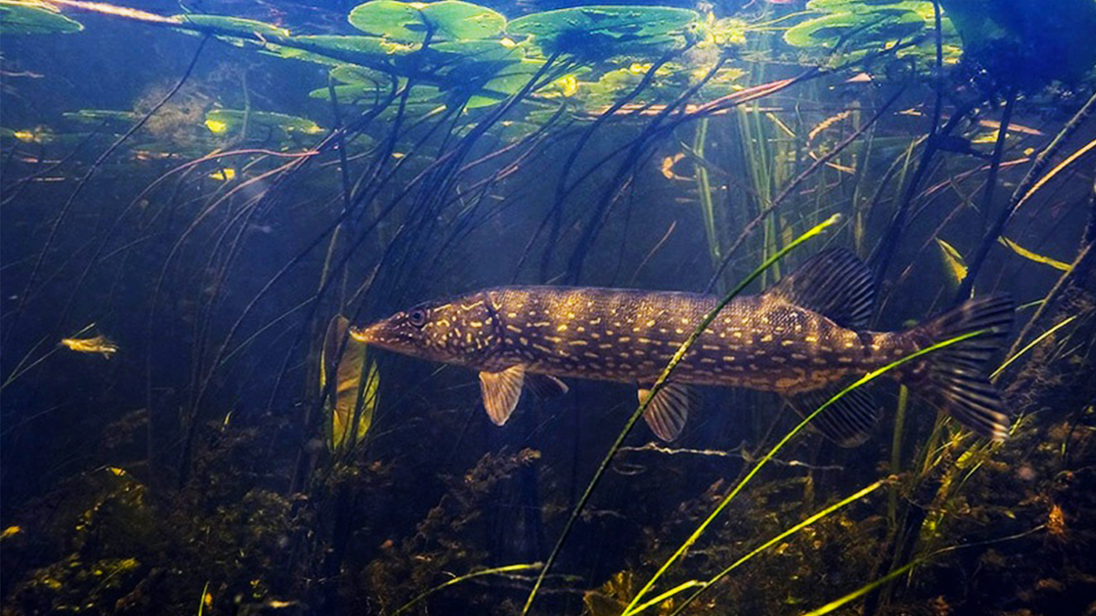 Щука ленобласть. Щука Озерная. Щука Речная. Щука в водоеме. Щука охотится.