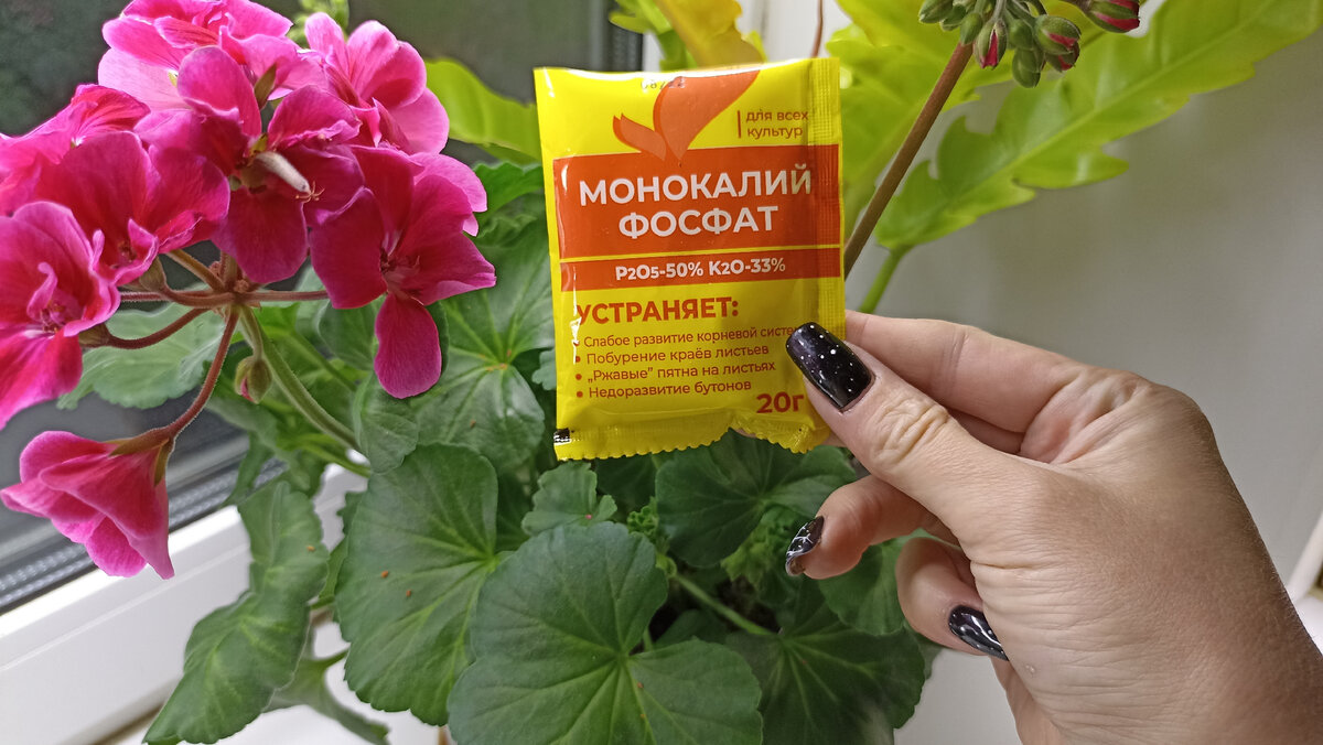 Завалят цветами: мощная подкормка за 50 руб. для цветения ГЕРАНИ и всех ...