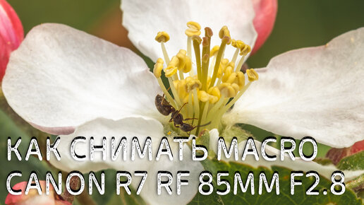 Как снимать макро на Canon R7 RF 85mm f2.0 с примерами