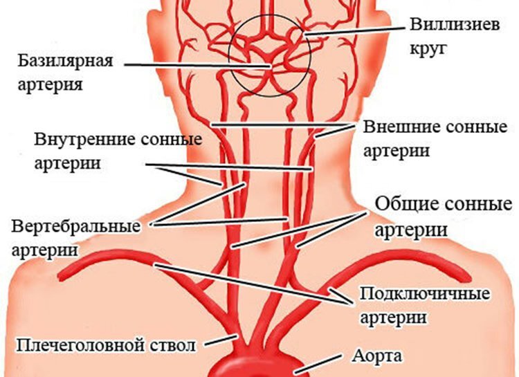 Артериальный круг большого мозга (Виллизиев) плакат глянцевый А1+/А2+