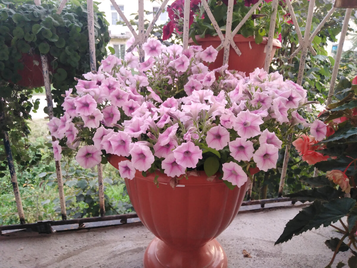 ������� 'Shock Wave Pink Vein'