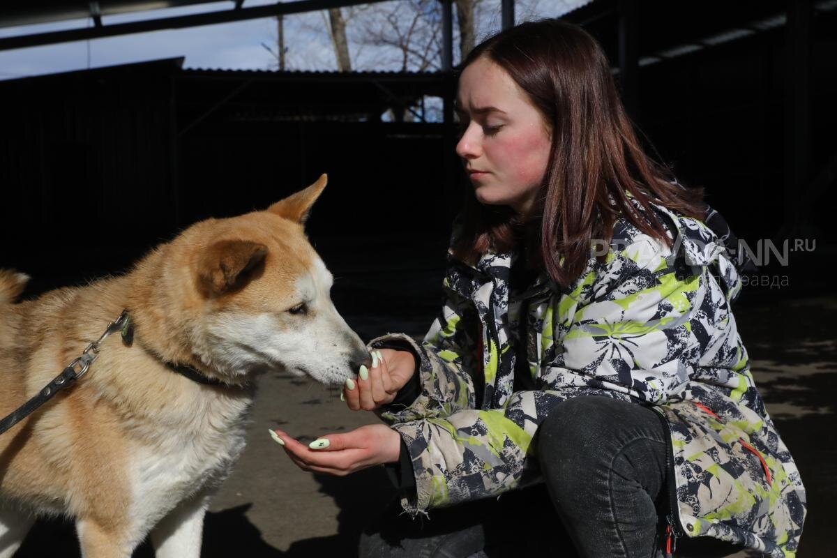    Собаки — существа социальные, поэтому они нуждаются в компании Анастасия Красушкина
