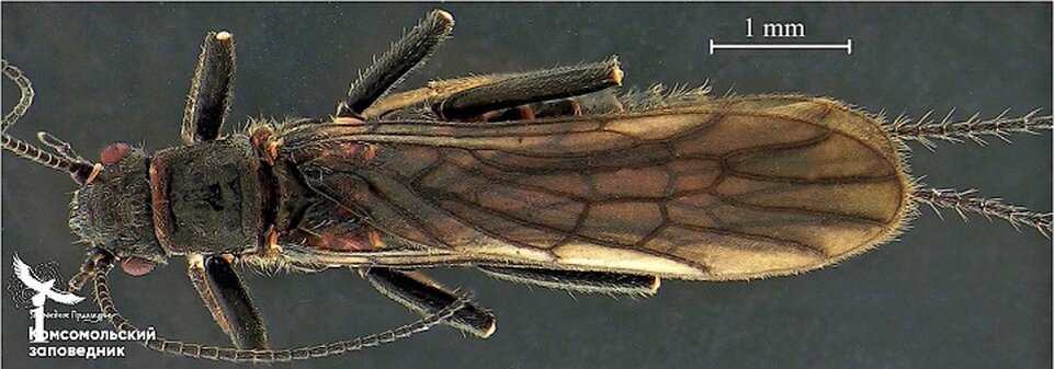    Capnia yavorskayae ФГБУ "Заповедное Приамурье"