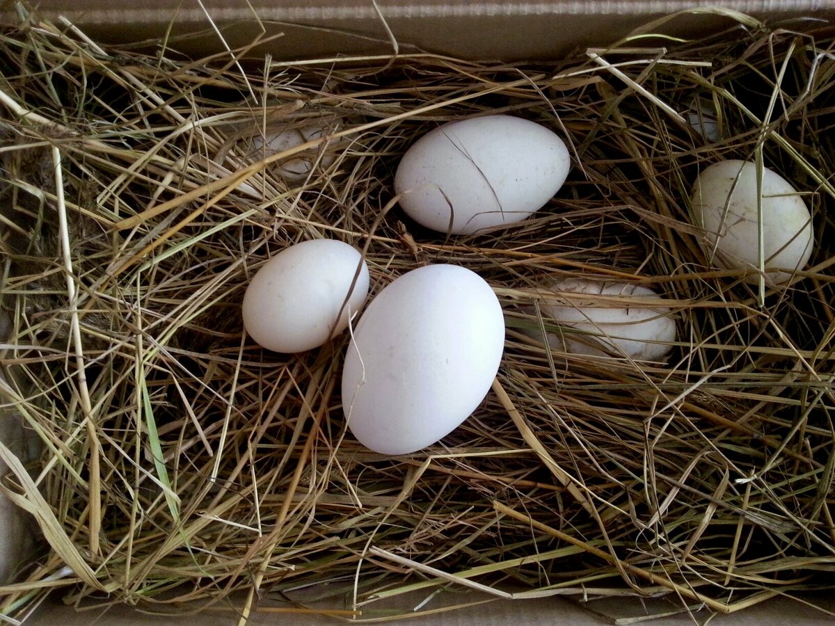 Гнезда для кур: размеры, требования и изготовление своими руками