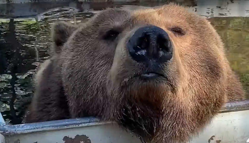 ФОТО: СКРИН ВИДЕО/ЧЕЛЯБИНСКИЙ ЗООПАРК. 