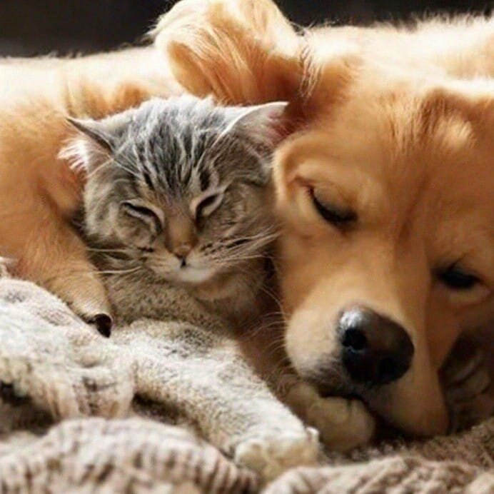 Счастливые и беззаботные, а ты тут голову ломай. Сгенерировано нейросетью.