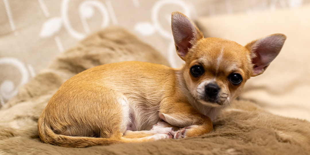 Подборка об отважных чихуахуа