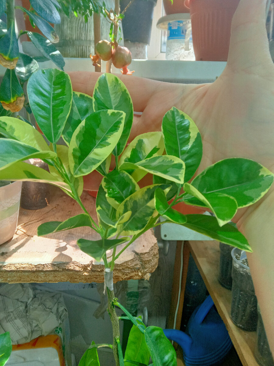 Прививка каламондина вариегатного