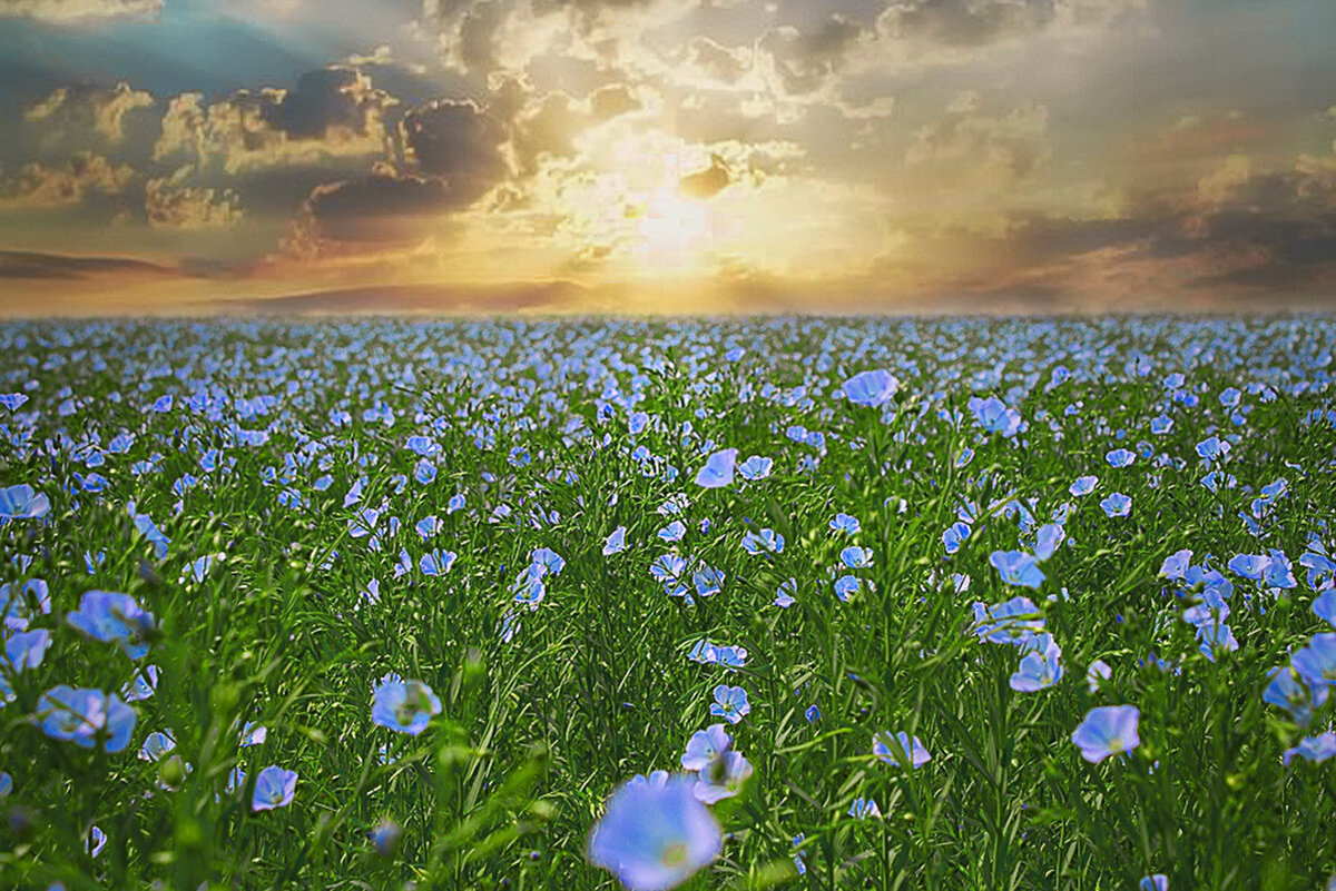 Поле льна (фото с просторов интернета)