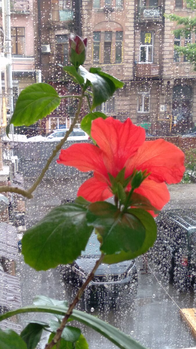 Вид из окна Ростовской консерватории