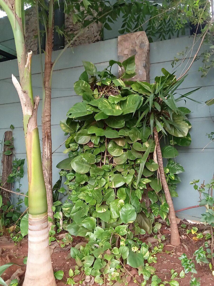 Эпипремнум. Фото , которое мне прислала подруга.