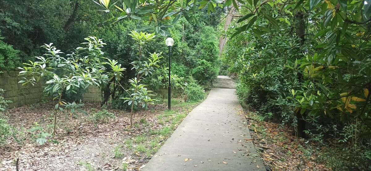 Тропа здоровья "Терренкур" в Сочи