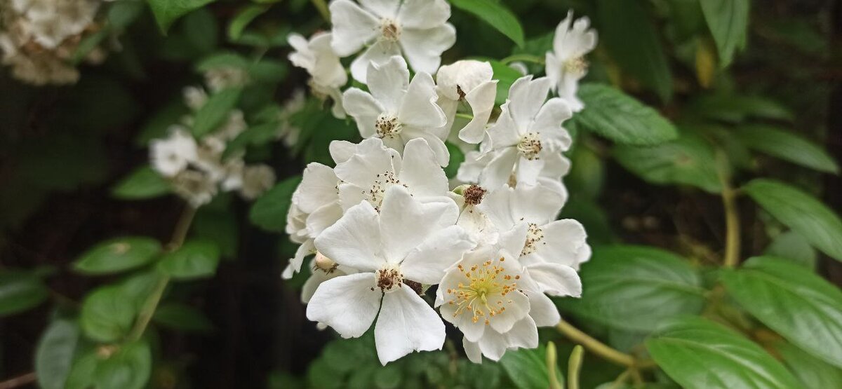 Красивое цветение в кадре, а красоты как говорится много не бывает..