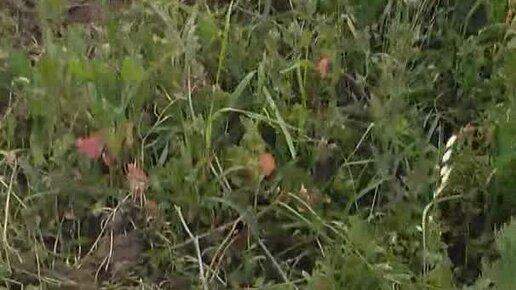 Мысль в голове. | Даже обычный с виду камень может оказаться частью ...