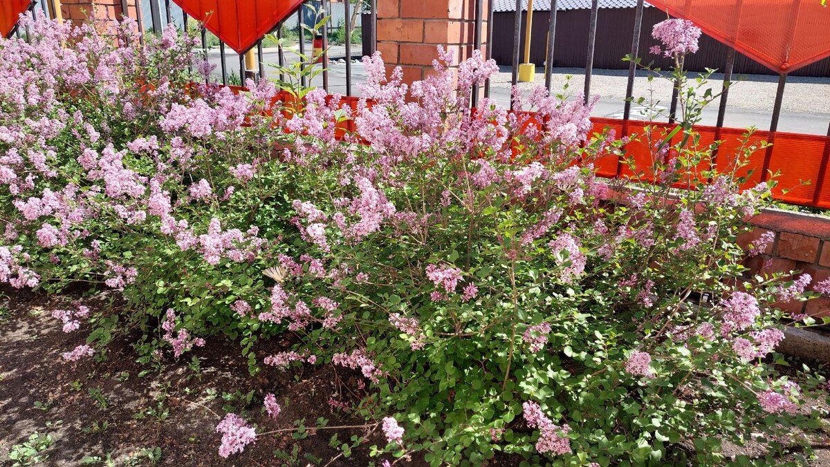 Под окнами сирень расцвела.