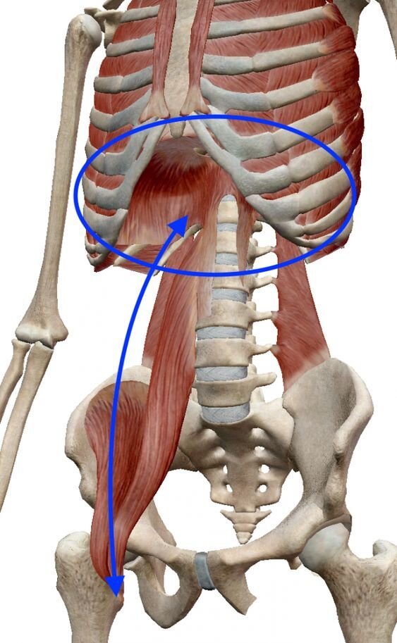 Serratus anterior мышца