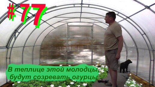 ЖНД#77. Типа теплица своими руками из подручных материалов готова. The greenhouse with your own hands.